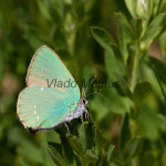 Callophrys rubi - Ostrôžkár černicový IMG_9465