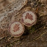 Cerastis rubricosa - Mora červenosivá 16-58-05