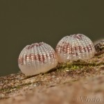 Cerastis rubricosa - Mora červenosivá 17-05-09