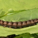 Cerastis rubricosa - Mora červenosivá 17-34-28