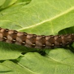 Cerastis rubricosa - Mora červenosivá 17-35-27