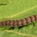 Cerastis rubricosa - Mora červenosivá 17-36-28