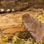 Cerastis rubricosa - Mora červenosivá 175358