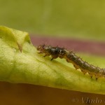 Cerastis rubricosa - Mora červenosivá 18-06-41