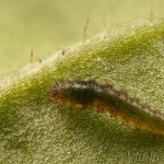 Cerastis rubricosa - Mora červenosivá 18-07-23