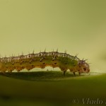 Cerastis rubricosa - Mora červenosivá 18-13-33