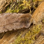 Cerastis rubricosa - Mora červenosivá 180236
