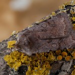 Cerastis rubricosa -Mora červenosivá 19-35-24