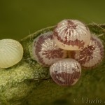 Cerastis rubricosa - Mora červenosivá 20-12-05 (C)