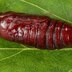 Cerastis rubricosa - Mora červenosivá 20-20-55