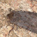 Cerastis rubricosa - Mora červenosivá 20-27-29