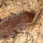 Cerastis rubricosa - Mora červenosivá 20-48-02