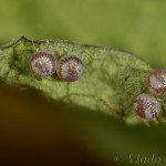 Cerastis rubricosa - Mora červenosivá 20-54-02 (C)