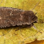 Cerastis rubricosa - Mora červenosivá 20-58-00