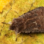 Cerastis rubricosa - Mora červenosivá 20-59-17