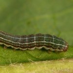 Cerastis rubricosa - Mora červenosivá 21-58-42