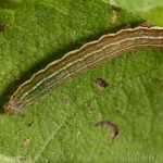 Cerastis rubricosa - Mora červenosivá 21-58-52
