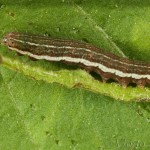 Cerastis rubricosa - Mora červenosivá 21-59-29
