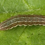 Cerastis rubricosa - Mora červenosivá 22-01-39