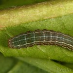 Cerastis rubricosa - Mora červenosivá 22-02-39