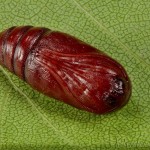 Cerastis rubricosa - Mora červenosivá 23-12-02