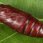 Cerastis rubricosa - Mora červenosivá 23-34-28