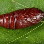 Cerastis rubricosa - Mora červenosivá 23-40-05