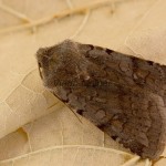 Cerastis rubricosa - Mora červenosivá 231947