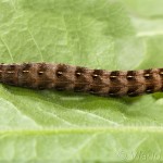 Cerastis rubricosa -Mora červenosivá IMG_3193