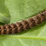 Cerastis rubricosa -Mora červenosivá IMG_3199