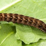 Cerastis rubricosa -Mora červenosivá IMG_3214