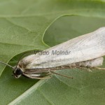 Crambus perlella - Trávovec perleťový 173835