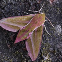 Deilephila elpenor - Lišaj vŕbkový 195748