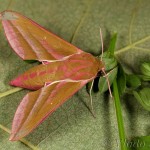 Deilephila elpenor - Lišaj vŕbkový 22-07-48