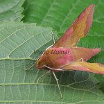 Deilephila porcellus - Lišaj vrbicový 184331