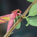 Deilephila porcellus - Lišaj vrbicový 185055