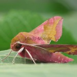 Deilephila porcellus - Lišaj vrbicový 185057