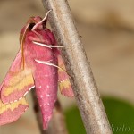 Deilephila porcellus - Lišaj vrbicový 19-36-02