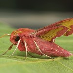 Deilephila porcellus - Lišaj vrbicový 203748