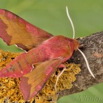 Deilephila porcellus - Lišaj vrbicový 22-06-15