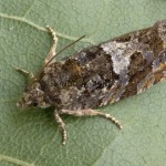 Endothenia sp 192156