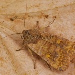 Eupsilia transversa - Mora bielobodková 092727