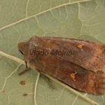 Eupsilia transversa - Mora bielobodková 140335