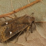 Eupsilia transversa - Mora bielobodková 140800