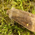 Eupsilia transversa - Mora bielobodková 17-00-26
