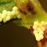 Eupsilia transversa - Mora bielobodková 18-58-07