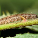 Hoplodrina octogenaria - Sivkavec hviezdicový 20-12-23