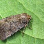 Hoplodrina octogenaria cf - Sivkavec hviezdicový 104929