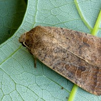 Hoplodrina octogenaria cf - Sivkavec hviezdicový 190240