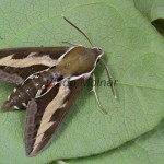 Hyles gallii - Lišaj lipkavcový 201244